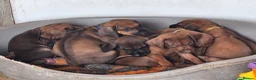 Rhodesian Ridgeback dogs for sale: Champion Bloodline Pups Available  - Advert 7