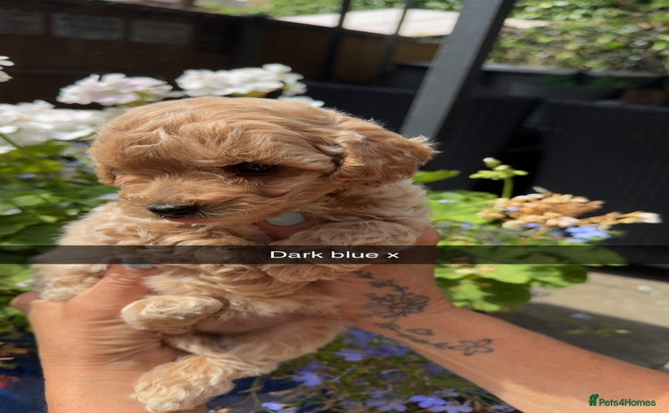 Poochon dogs - Advert 10