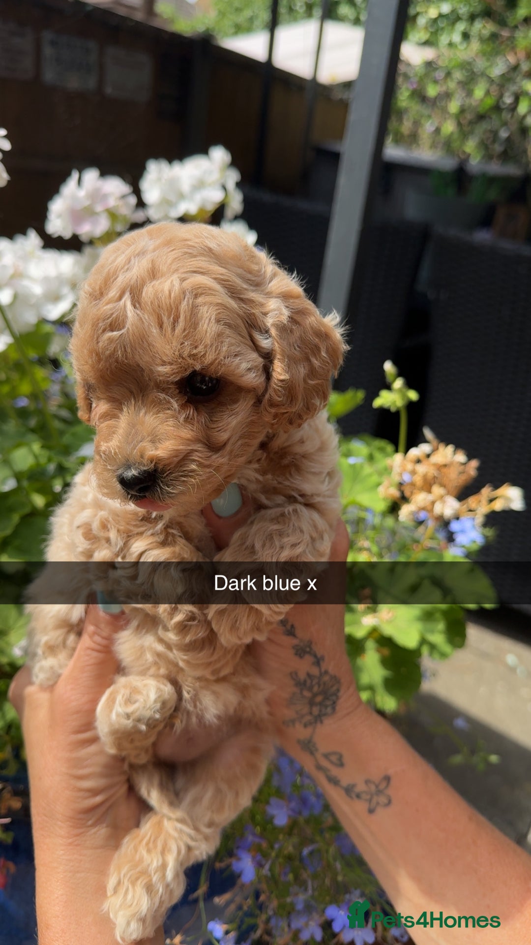 Poochon dogs for sale: Poochon Puppies - Image 1