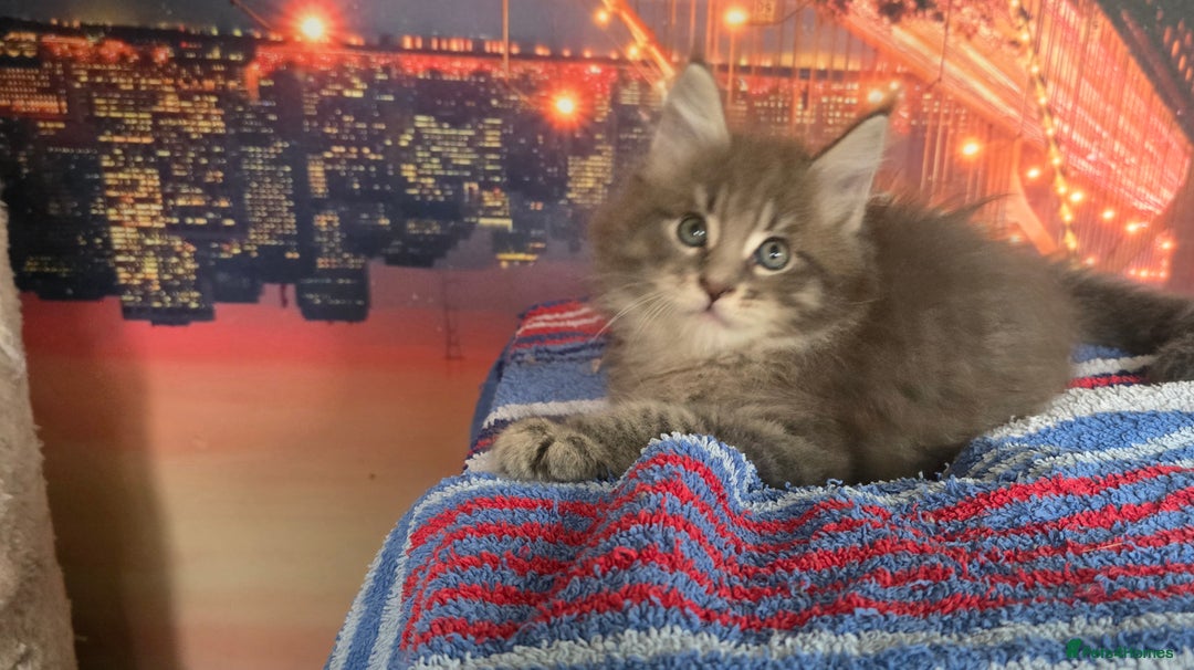 Maine Coon cats for sale: Maine coon kittens ready for reservation - Image 11