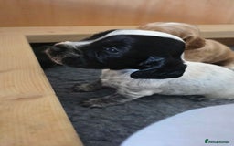 Cocker Spaniel dogs for sale: 🐾 Working Cocker Spaniel Puppies for Sale £800  - Image 18