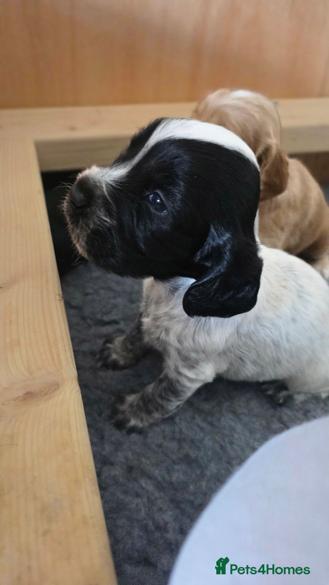 Cocker Spaniel dogs for sale: 🐾 Working Cocker Spaniel Puppies for Sale £800  - Image 18