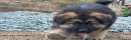 German Shepherd dogs for sale: Long haired German shepherd puppies  - Advert 12