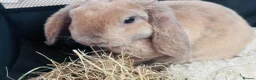 Mini Lop rabbits for sale: Rare plush mini lop - Advert 1