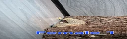 Skink reptiles for sale: Group of Three Oscellated Skinks - Advert 10