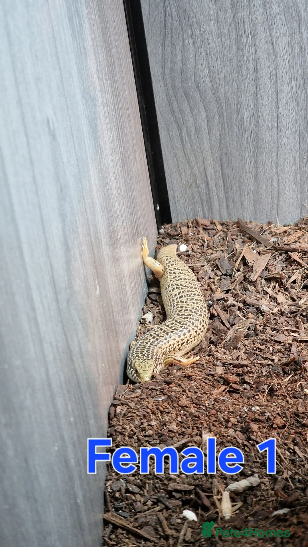 Skink reptiles for sale: Group of Three Oscellated Skinks - Advert 10