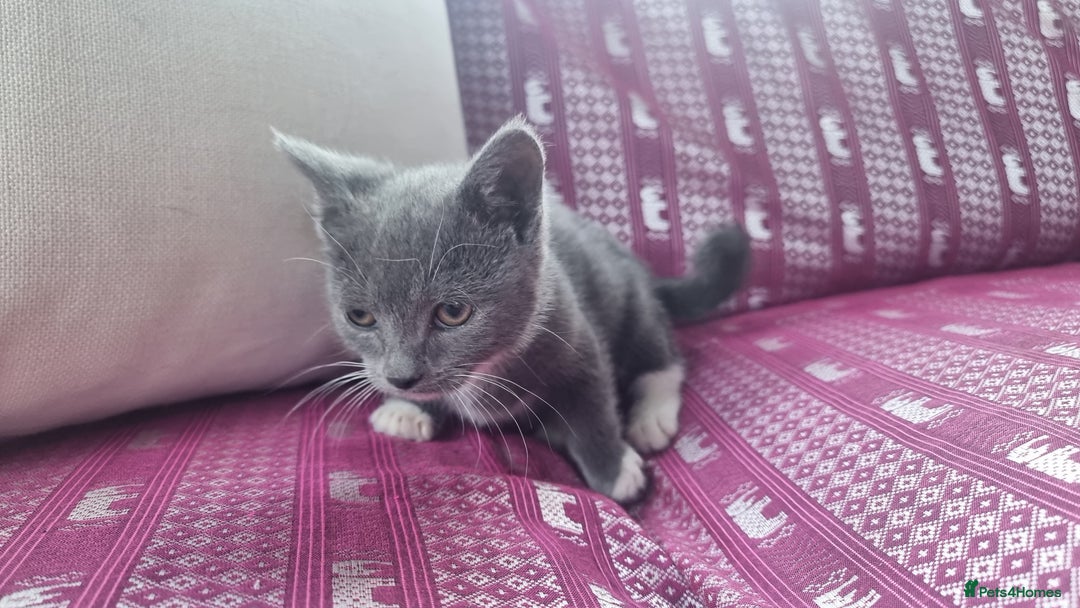 Munchkin cats for sale: Munchkin x Scottish Fold - Image 14
