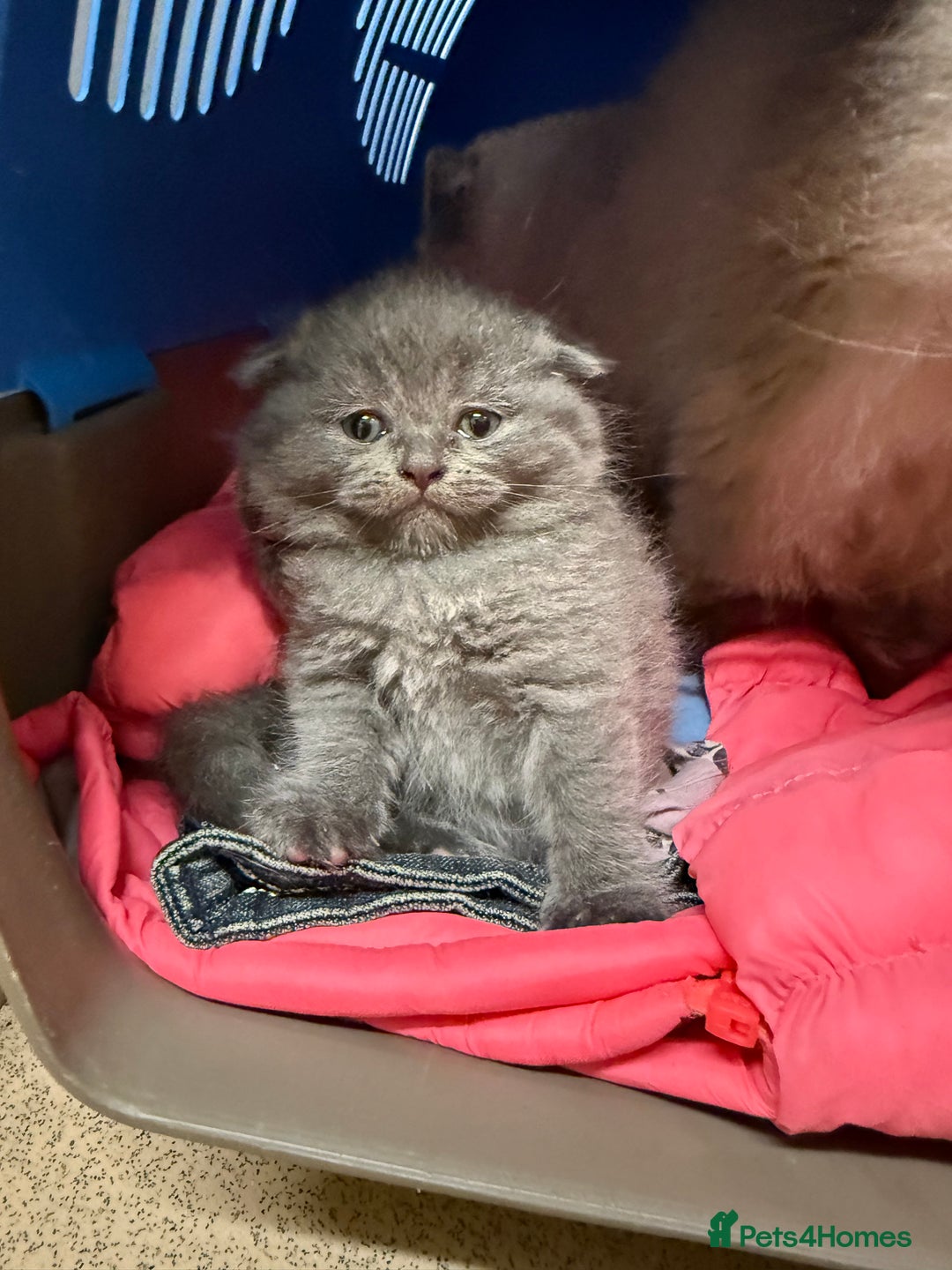 Scottish Fold cats for sale: Scottish fold&straight kittens ready for reservati - Advert 8