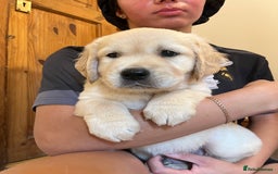 Golden Retriever dogs for sale: 6 Beautiful Golden Retrievers 1 boy Available  - Image 25