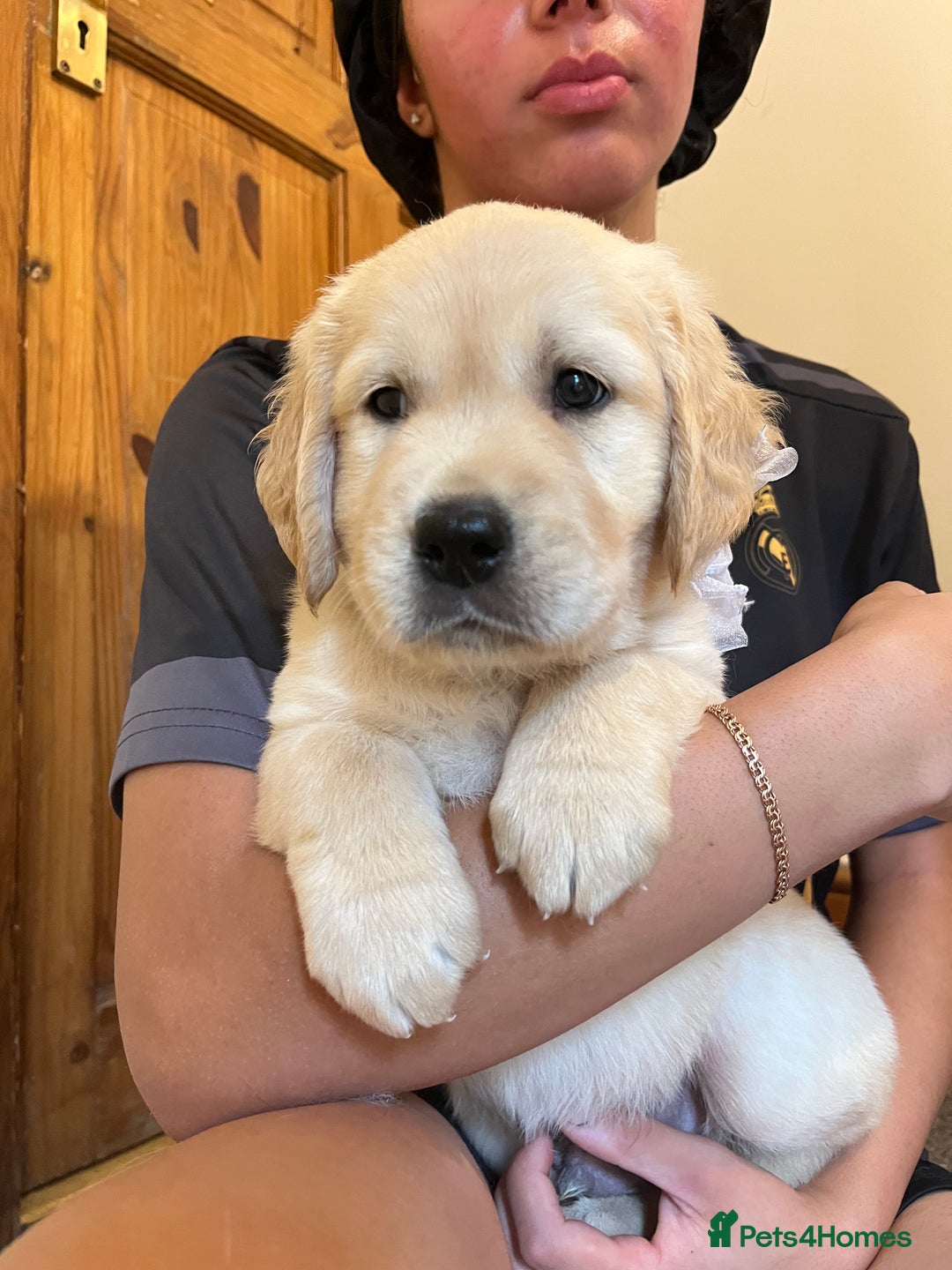 Golden Retriever dogs for sale: 6 Beautiful Golden Retrievers 1 boy Available  - Image 25