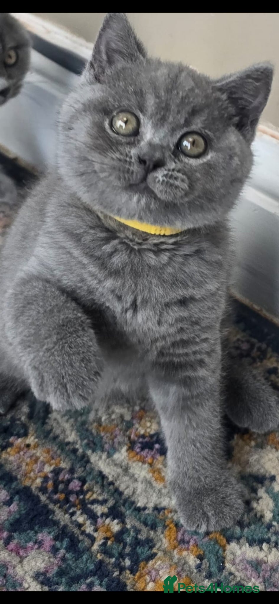 British Shorthair cats Gorgeous cute British Short Hair Kittens - Advert 5