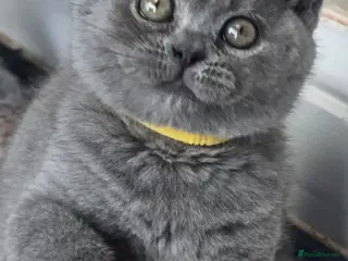 British Shorthair cats Gorgeous cute British Short Hair Kittens - Advert 5