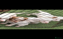 Cocker Spaniel dogs for sale: Stunning Cocker spaniel puppy's  - Image 1