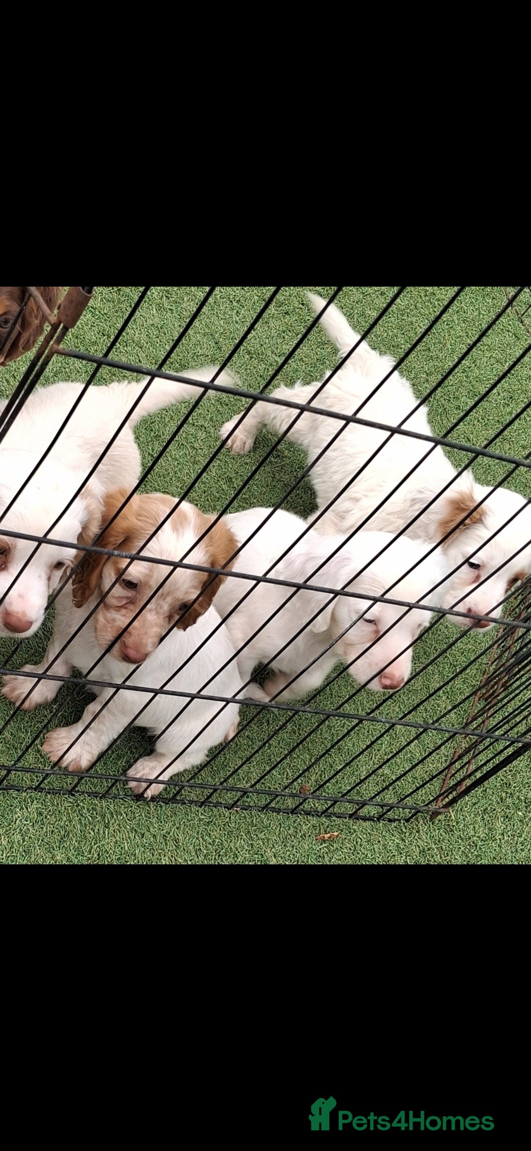 Cocker Spaniel dogs for sale: Stunning Cocker spaniel puppy's  - Image 1