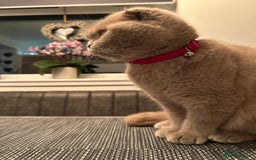 Ragdoll cats for sale: Scottish fold kittens  - Image 9