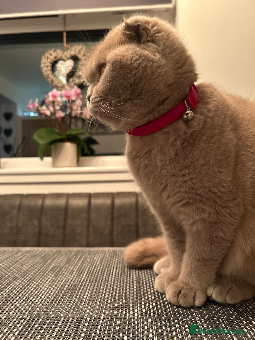 Ragdoll cats for sale: Scottish fold kittens  - Image 9