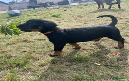 Rottweiler dogs for sale: Male Rottweiler puppy - Image 2