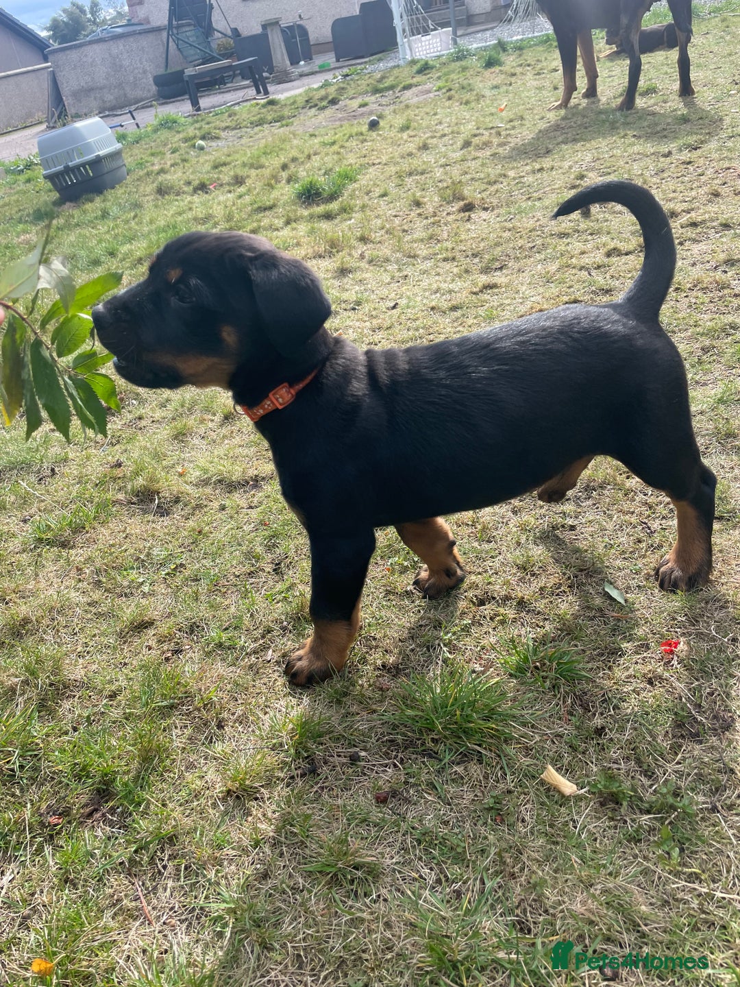Rottweiler dogs for sale: Male Rottweiler puppy - Image 2
