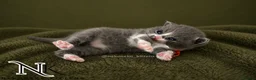 British Shorthair cats for sale: Exceptional GCCF REGISTERED BSH KITTENS - Advert 10