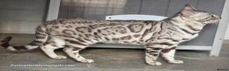 Bengal cats for sale: Gorgeous Silver Sepia Rosetted Active Boy - Advert 3