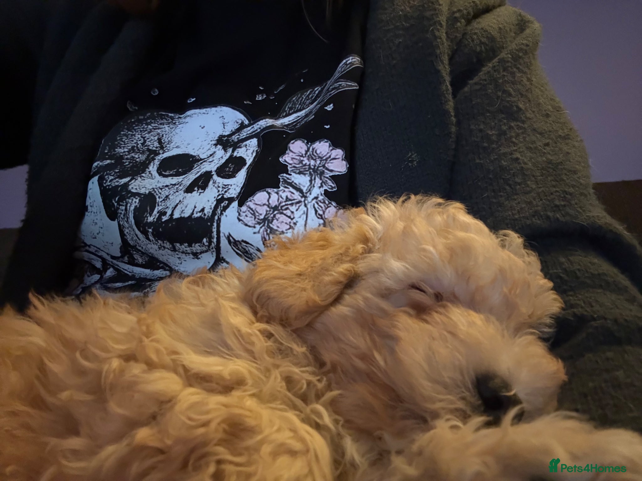 Maltipoo dogs 🧸5 stunning small teddy bears half Korean  🧸  - Advert 18