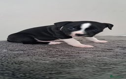 Staffordshire Bull Terrier dogs for sale: ‼️ReadyForCollection‼️Blue Staffie Puppies  in Tipton - Image 13