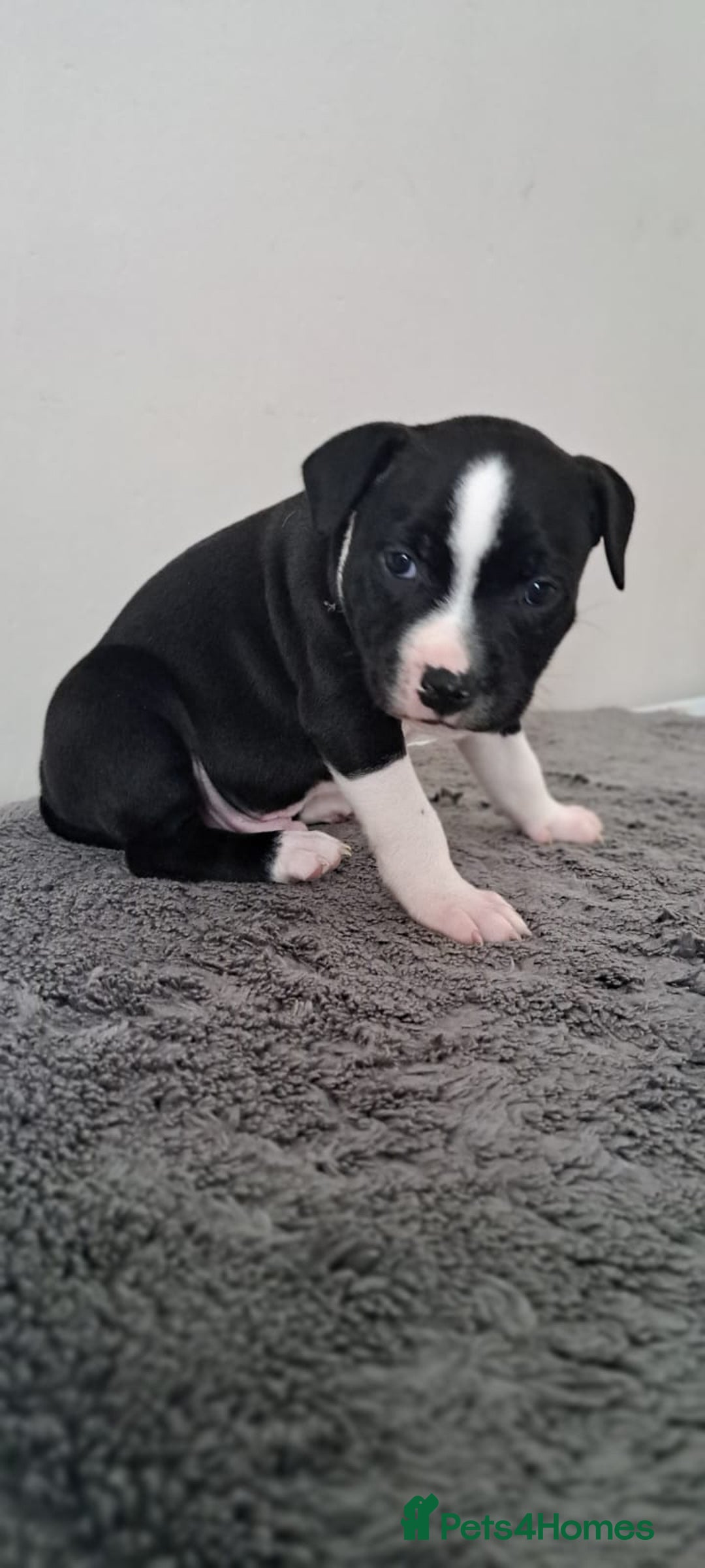 Staffordshire Bull Terrier dogs for sale: ‼️ReadyForCollection‼️Blue Staffie Puppies  in Tipton - Image 13