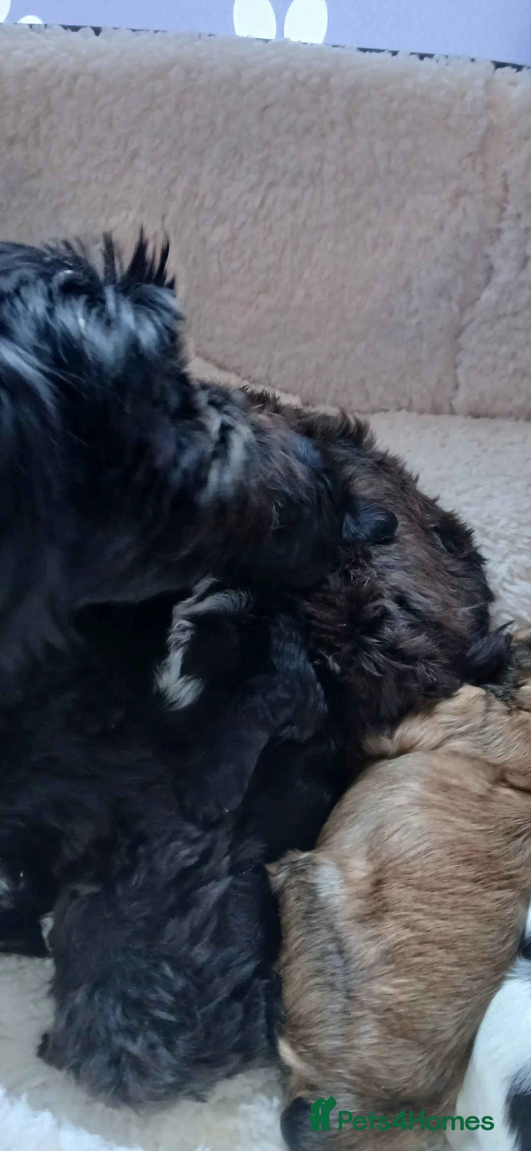 Mixed Breed dogs for sale: 4 Beautiful Cava-Tzu puppies for sale  - Advert 7