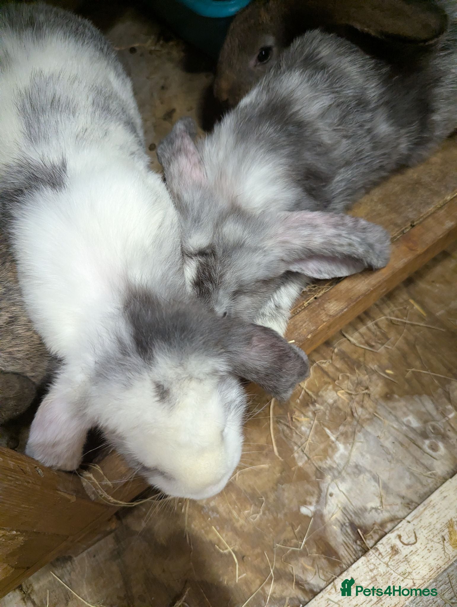 French Lop rabbits French lops  - Advert 21