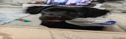 Springador dogs for sale: 8 month old springador Oreo  in Bolton - Advert 16