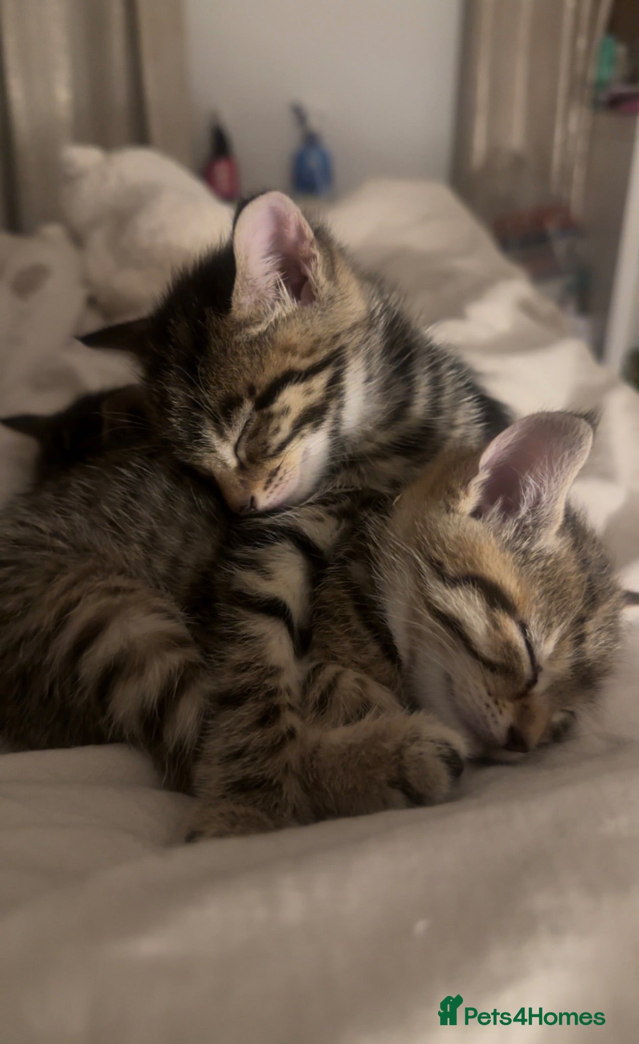 Mixed Breed cats British Blue Tabby X Domestic Short Hair Kittens - Advert 1