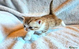 British Shorthair cats for sale: Beautiful unusual British shorthair kittens - Image 36