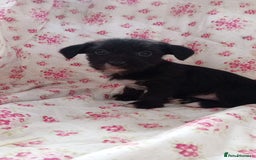 Jack Russell dogs for sale: Rough Coated Jack Russel Pups. - Image 3