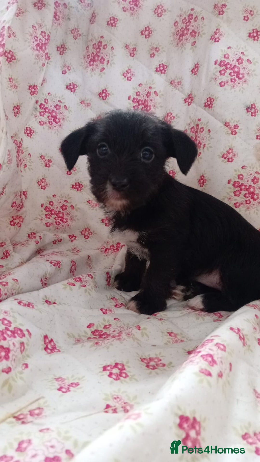 Jack Russell dogs for sale: Rough Coated Jack Russel Pups. - Image 3