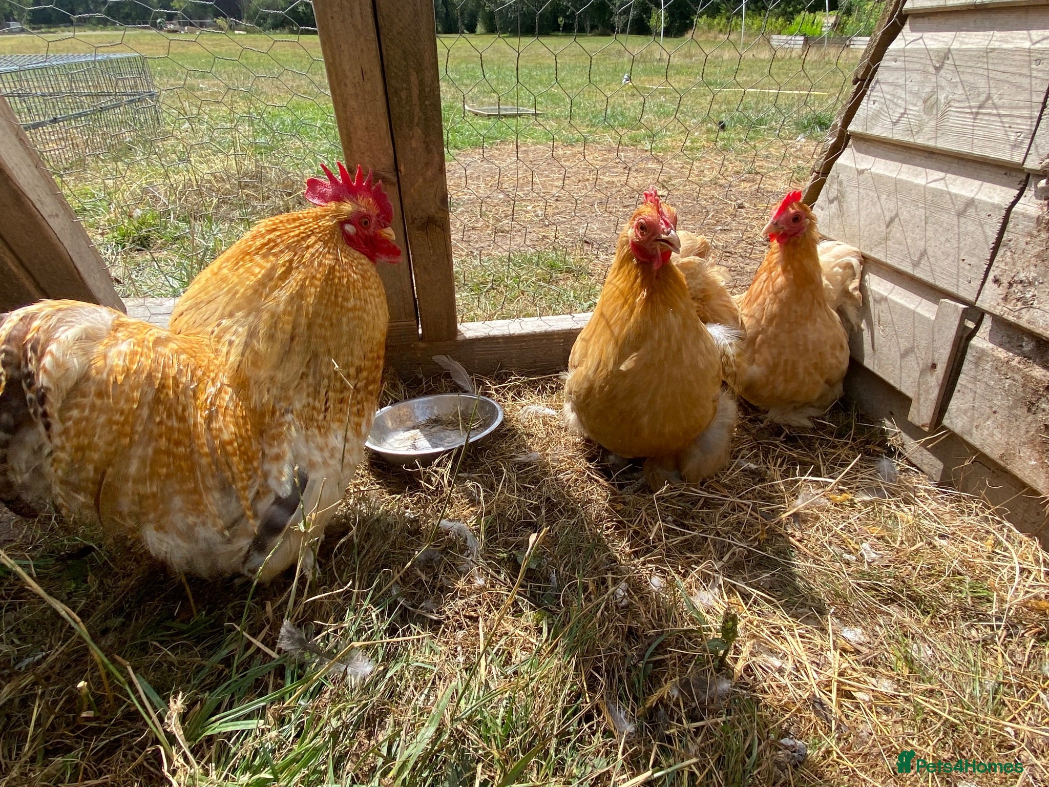 Chickens poultry Trio buff perkin bantams  - Advert 1