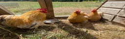 Chickens poultry for sale: Trio buff perkin bantams  - Advert 1