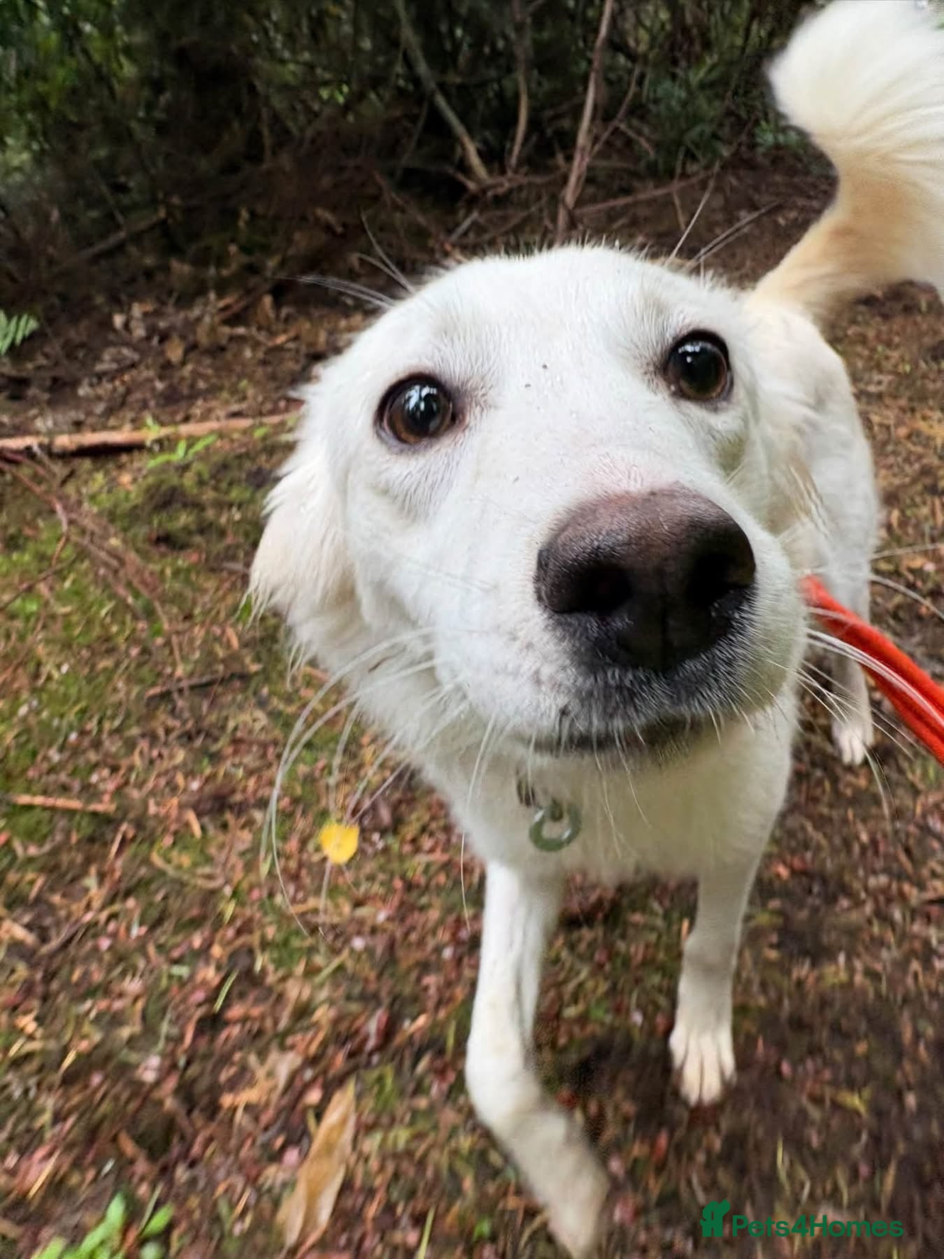Mixed Breed dogs Jemma - Norwich Norfolk  - Advert 1