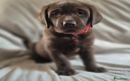 Labrador Retriever dogs for sale: Super Chunky KC Extensively Health Tested Parents - Image 2