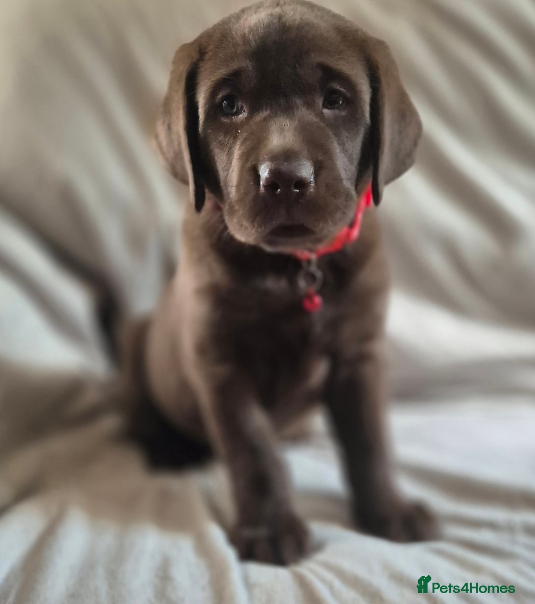 Labrador Retriever dogs for sale: Super Chunky KC Extensively Health Tested Parents - Image 2