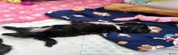 Shih Tzu dogs for sale: Ready now Shih Tzu puppy - Advert 5