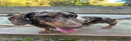 Miniature Dachshund dogs for sale: 1 year old Miniature Dachshund  in Waterlooville - Advert 3