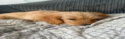 Mixed Breed dogs for sale: Cocker spaniel/ westipoo pups - Advert 5