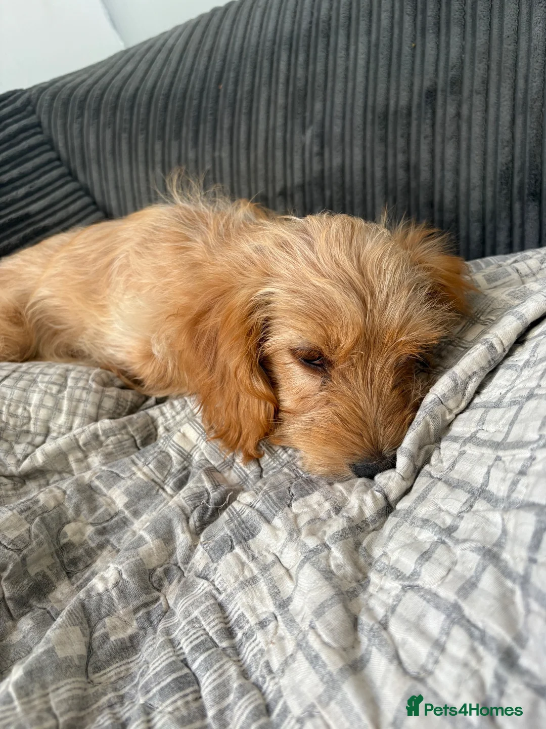 Mixed Breed dogs for sale: Cocker spaniel/ westipoo pups - Advert 5