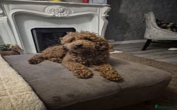 Labradoodle dogs for sale: Miniature Labradoodle puppies - Image 30