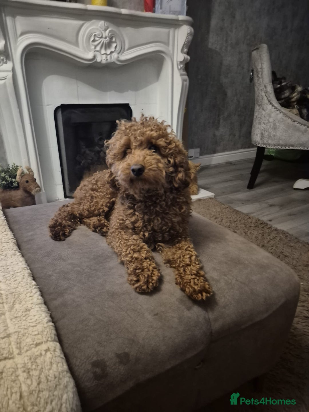 Labradoodle dogs for sale: Miniature Labradoodle puppies - Image 30