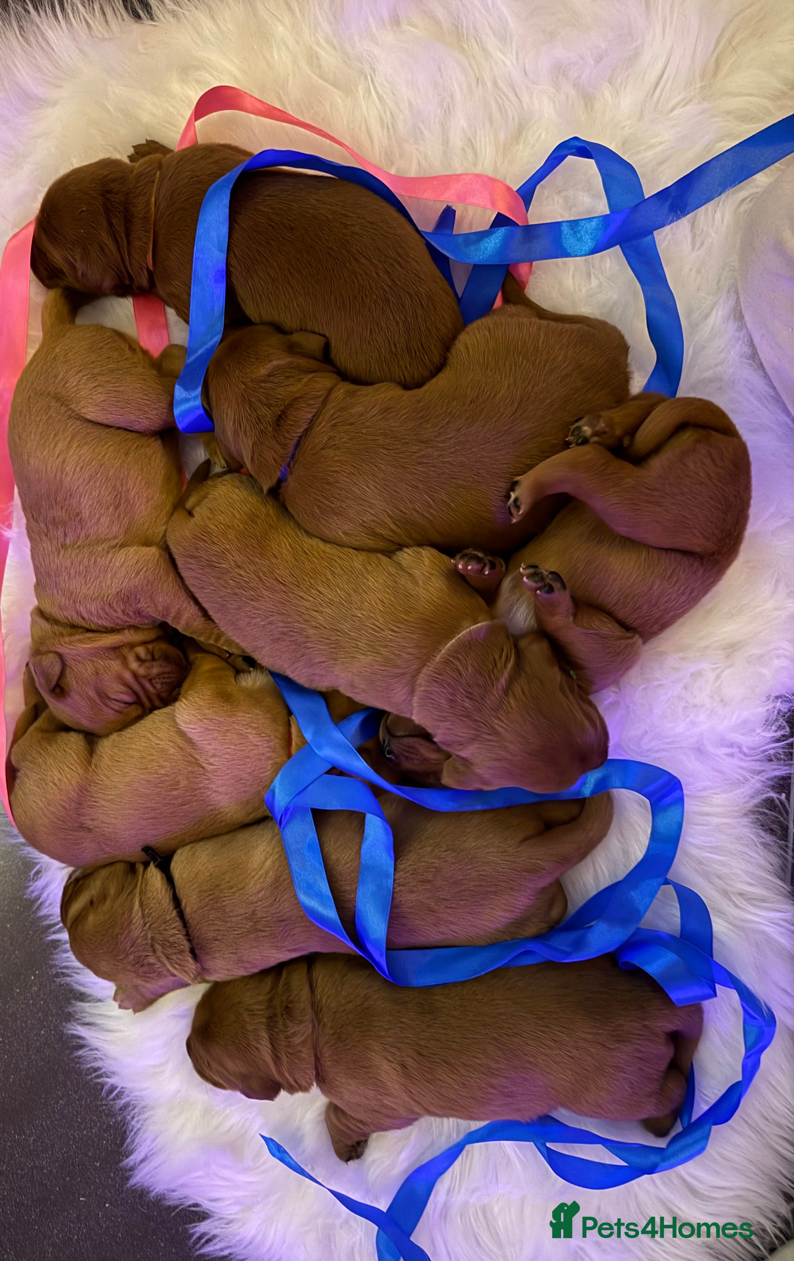 Labrador Retriever dogs Just a beautiful litter Deep reds  - Advert 16