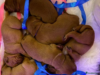Labrador Retriever dogs Just a beautiful litter Deep reds - Advert 12