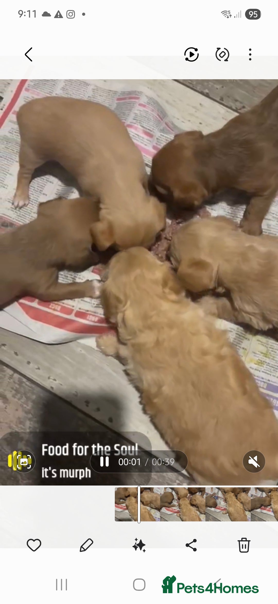 Chipoo dogs for sale: Beautiful chipoo puppys  - Advert 18