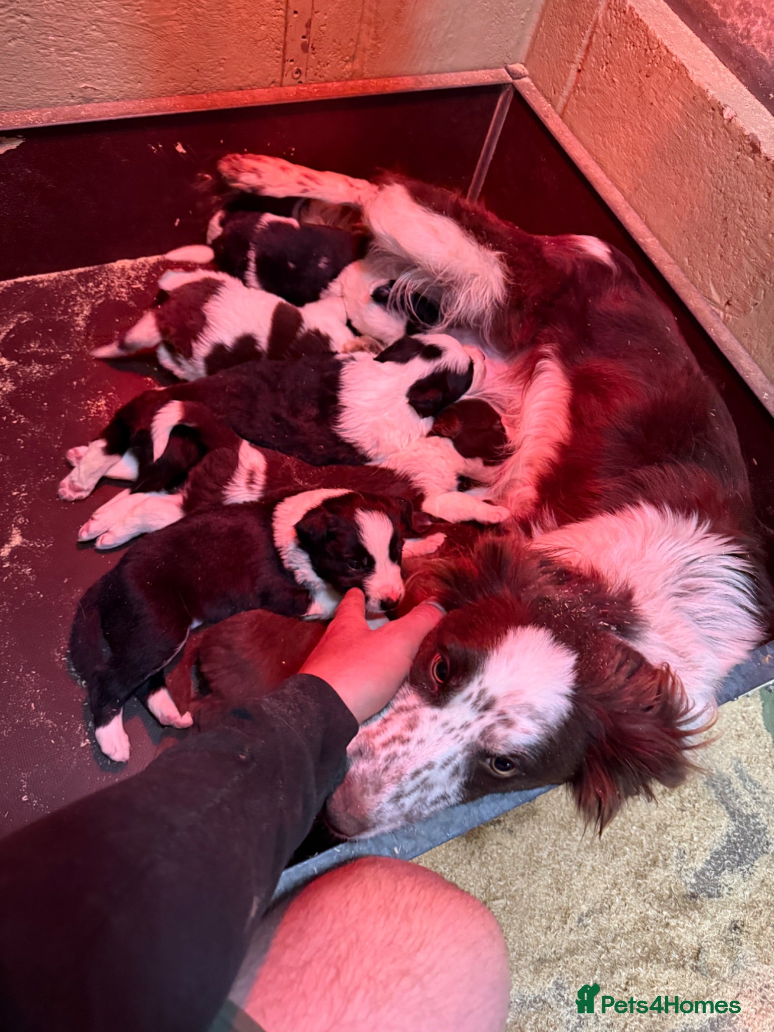 Border Collie dogs ISDS DNA Border Collie pups  - Advert 5