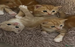Mixed Breed cats for sale: Kittens almost ready to go - Image 3